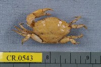 藏品(東方寬扇形蟹)的圖片